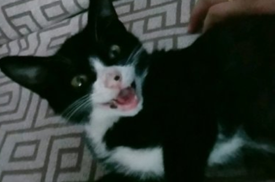 猫咪为什么吃东西就会流泪呢