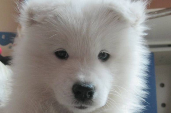 萨摩耶犬多少钱一只