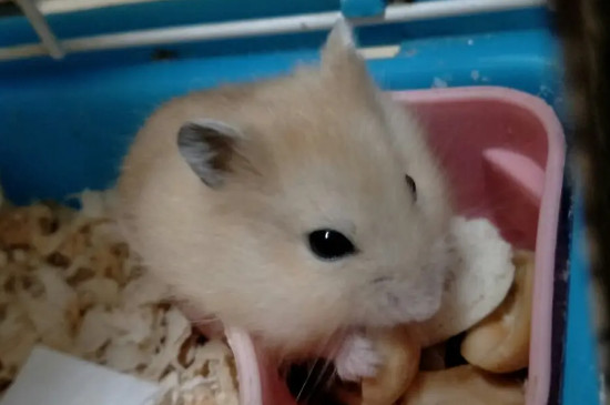 宠物品种