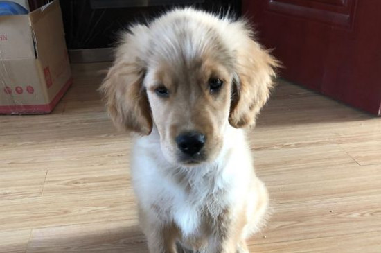 金毛犬怎么养