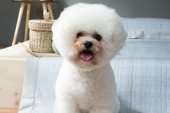 不掉毛的狗狗有哪些