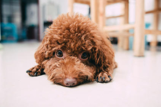 养泰迪犬对人的危害