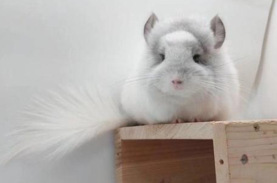 银斑龙猫有什么特征