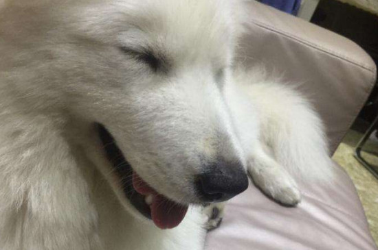 狗狗发烧怎么办最有效
