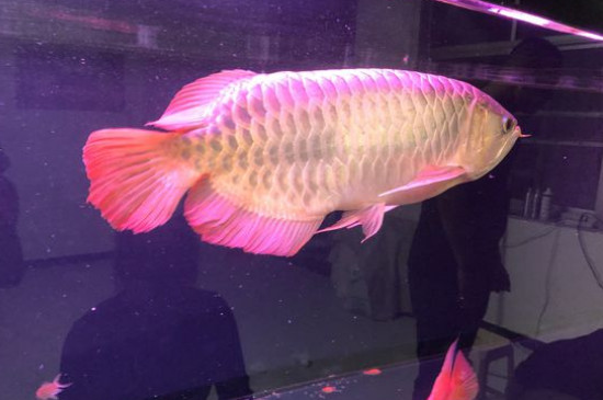 金龙鱼怎么养