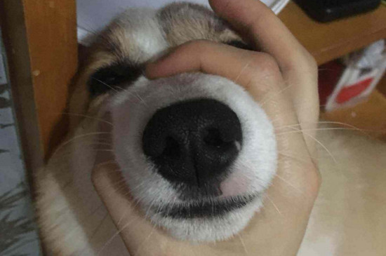 狗狗能吃桃子吗