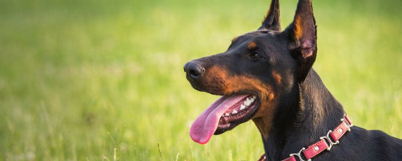 杜宾犬好养吗