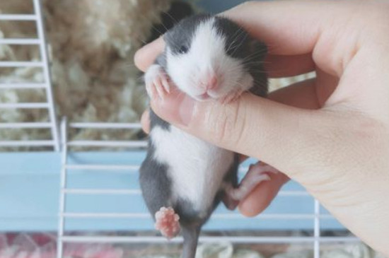 花枝鼠臭吗