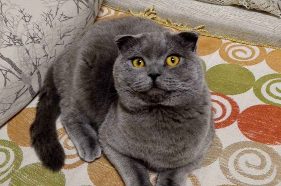 英短蓝猫的优缺点，适应力强不太掉毛但易肥胖