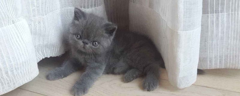 猫咪三大绝症
