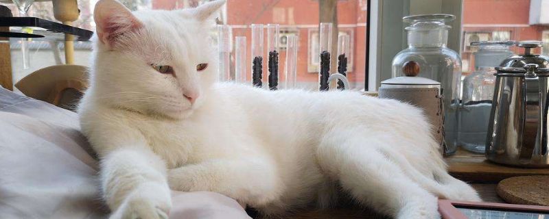 猫咬人是什么意思