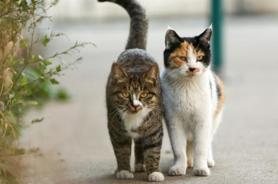 猫咪多大开始发情?