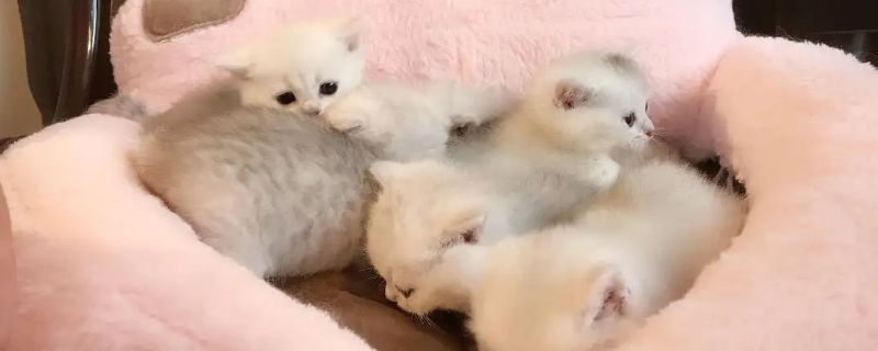 银渐层怎样养才粘人