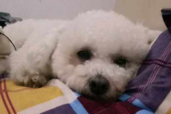 比熊生产前有什么症状