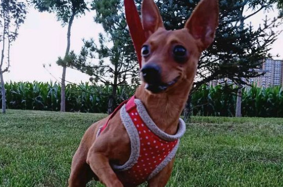 小鹿犬的缺点