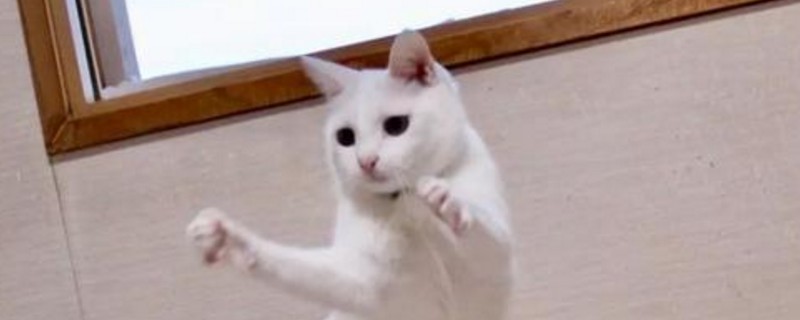 猫会屈服于暴力吗