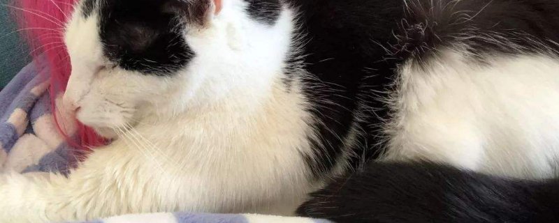 猫突然不吃不喝没精神