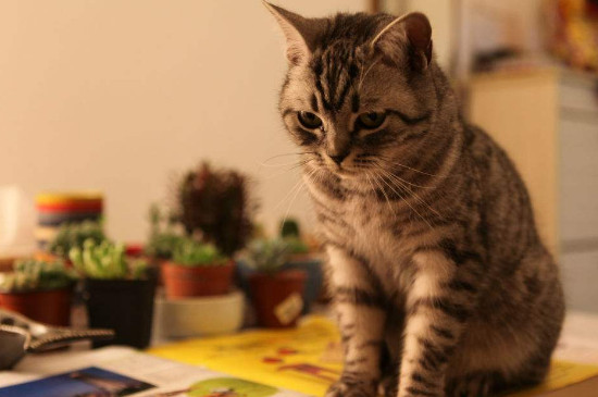 猫鼻支传染人类吗