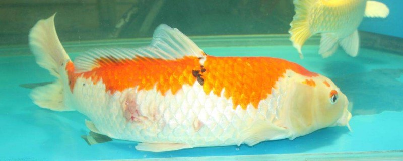 锦鲤盐放多了后果