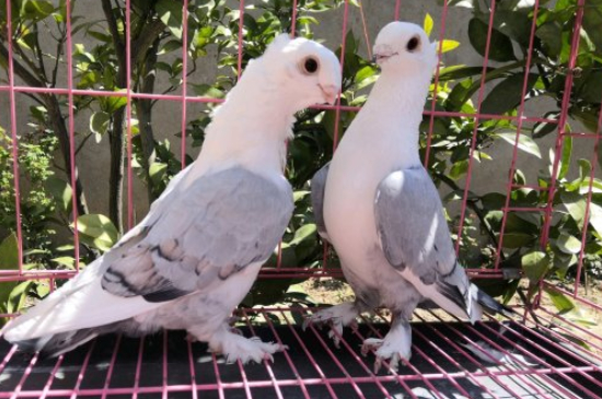 鸽子歪脖吃什么药