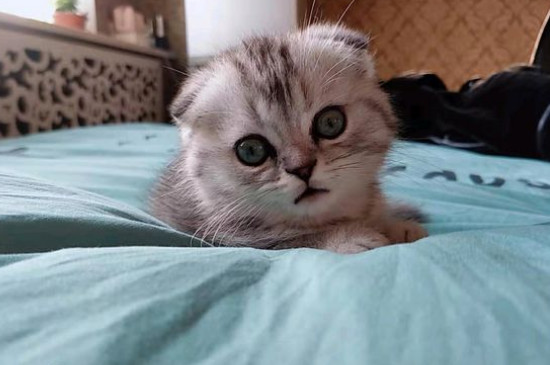 小猫一直咕噜咕噜的