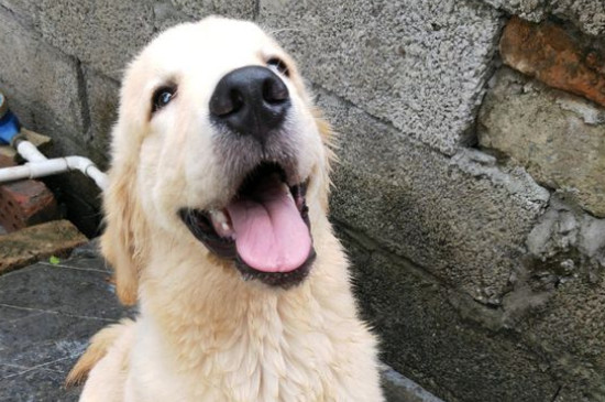 金毛犬不驱虫的症状