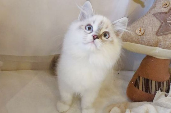 猫咪多久洗一次澡