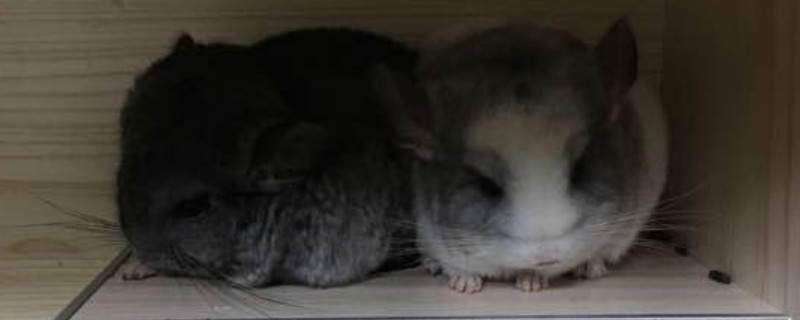 龙猫双满是什么意思