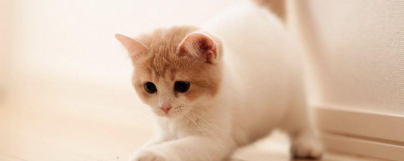 猫叫声哇哦什么意思