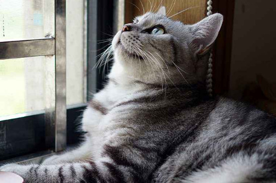 短尾猫为什么不能养