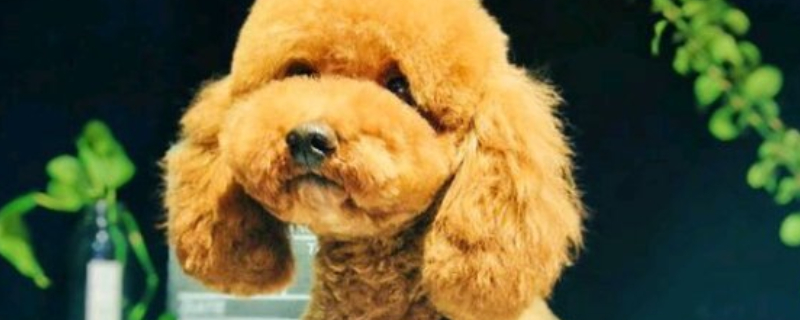 狗像狼嚎有什么预兆