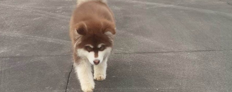 雪橇犬有几种