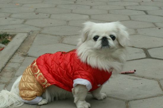 中国十大名狗