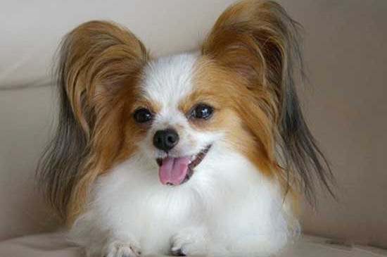 蝴蝶犬能吃鱼吗