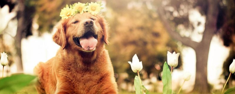女生适合养的护卫犬