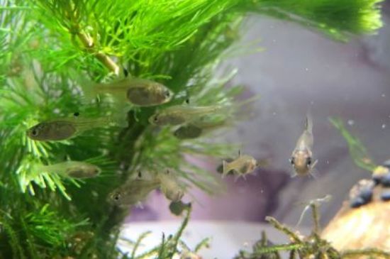 如何让食蚊鱼爆缸