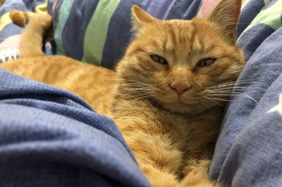 猫眼屎多是什么原因