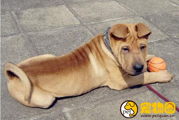 骨嘴沙皮犬才是真正的斗犬，而今却被肉沙取代