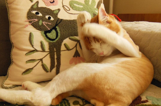 小猫不大便怎么办