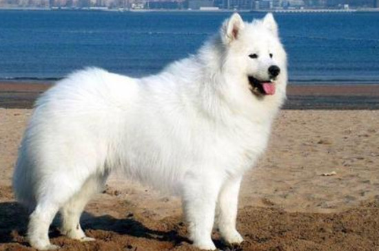 狗怕热吗