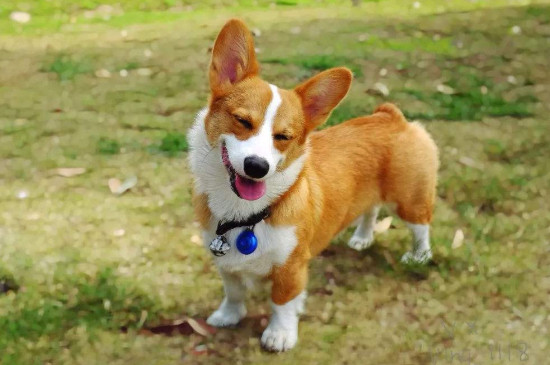 治愈犬有哪些品种