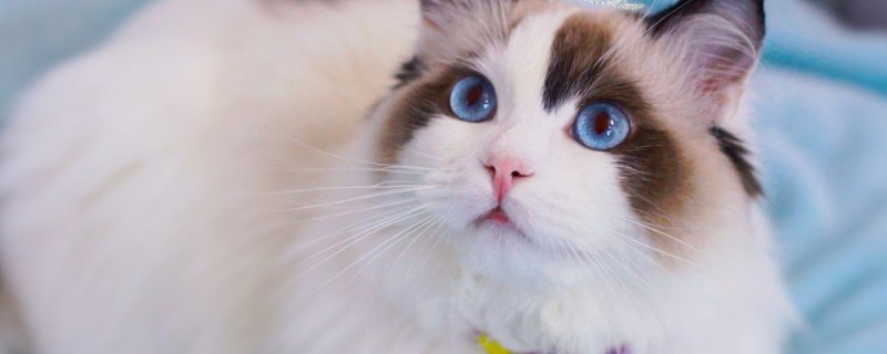 布偶猫是什么猫杂交的，布偶猫怎么配出来的