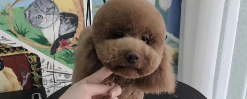 狗狗咬手怎么解决