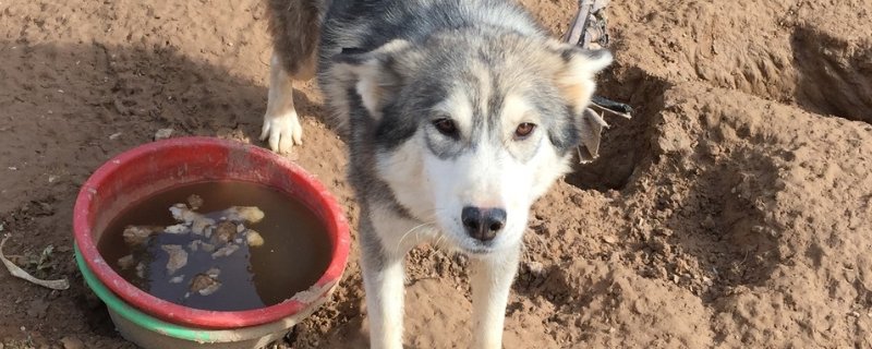 狗狗几岁算老年，狗狗多大算老年犬