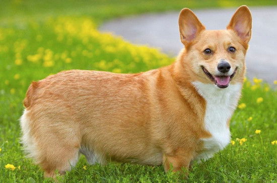 柯基犬不断尾巴可以吗