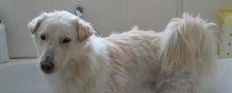 怎么给狗洗澡