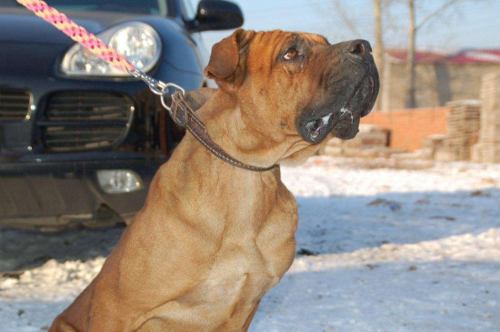适合家养的护卫犬有哪些，最优秀的护卫犬10大排名