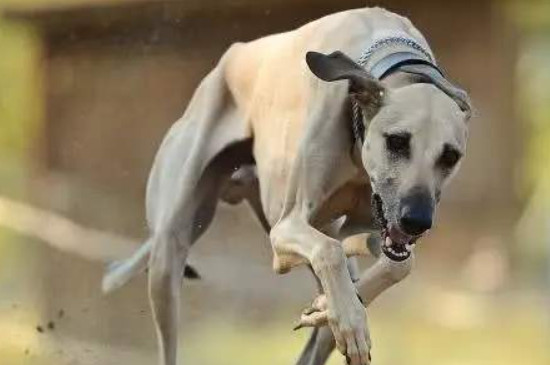 惠比特犬怎么看纯不纯