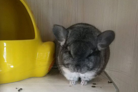 龙猫可以吃哪些新鲜水果