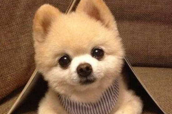 博美犬能吃鸡蛋吗